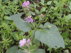 Mirabilis comata