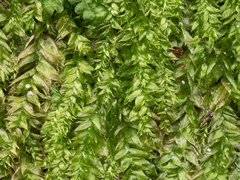 Plagiothecium laetum