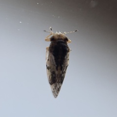 Pachypsylla