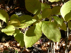 Chionanthus virginicus