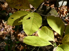 Chionanthus virginicus