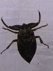 Lethocerus uhleri