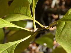 Chionanthus virginicus
