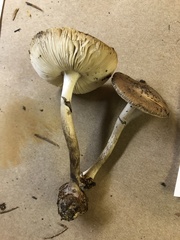 Amanita porphyria