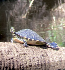 Pseudemys peninsularis