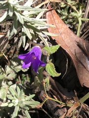 Campanula pallida