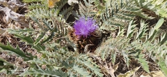 Cynara tournefortii