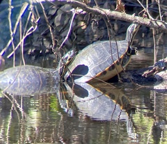 Pseudemys peninsularis