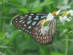 Ideopsis similis