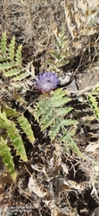 Cynara tournefortii