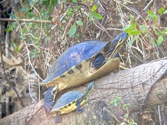 Pseudemys peninsularis