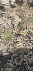 Cynara tournefortii