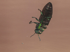 Melobasis occidentalis