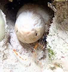 Myrichthys breviceps