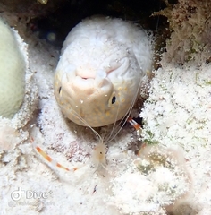 Myrichthys breviceps