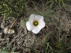 Oxalis laciniata