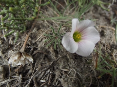 Oxalis laciniata