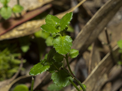 Gonocarpus tetragynus