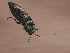 Melobasis occidentalis