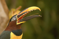 Pteroglossus castanotis