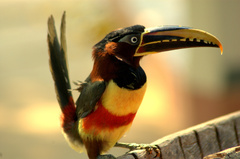 Pteroglossus castanotis