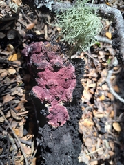 Byssomerulius psittacinus