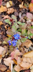 Ceratostigma plumbaginoides
