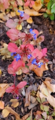 Ceratostigma plumbaginoides