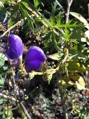 Aconitum ferox