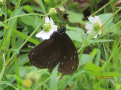 Euploea mulciber barsine