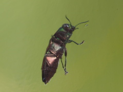 Melobasis occidentalis