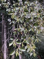 Alnus rhombifolia