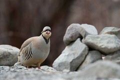 Alectoris chukar