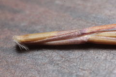 Schizachyrium tenerum