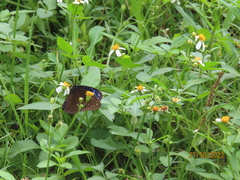Euploea mulciber barsine