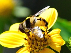Palpada pusilla