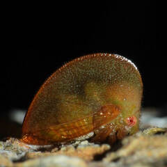 Smiliinae