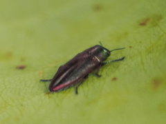 Melobasis occidentalis