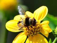 Palpada pusilla