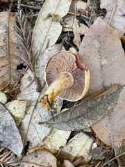Lactarius rubrilacteus