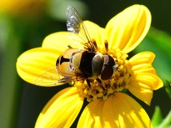 Palpada pusilla