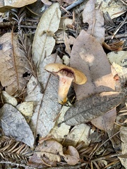 Lactarius rubrilacteus