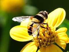 Palpada pusilla