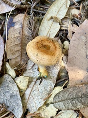 Lactarius rubrilacteus