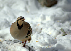 Alectoris chukar