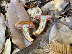 Lactarius rubrilacteus