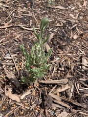 Enchylaena tomentosa