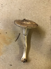 Amanita porphyria