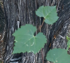 Vitis monticola