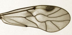 Peripsocus maoricus